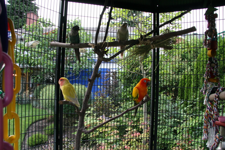 Four parrots out in aviary.
