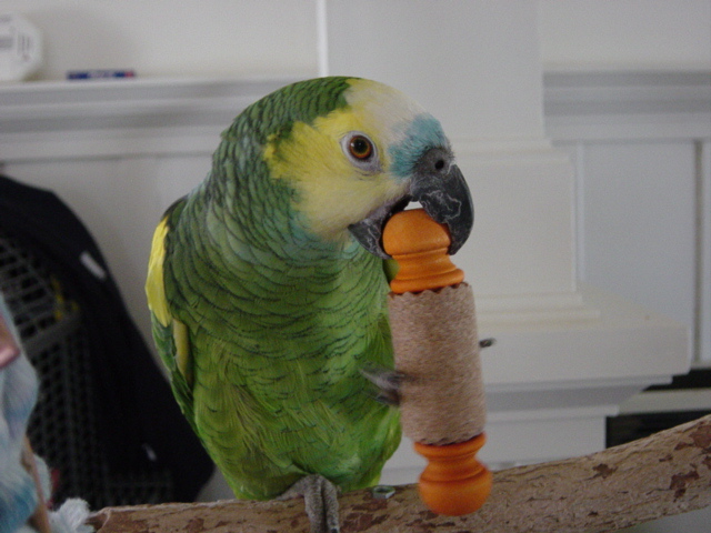 buffy eating toy
