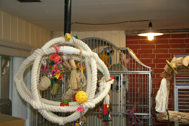 Parrot play area