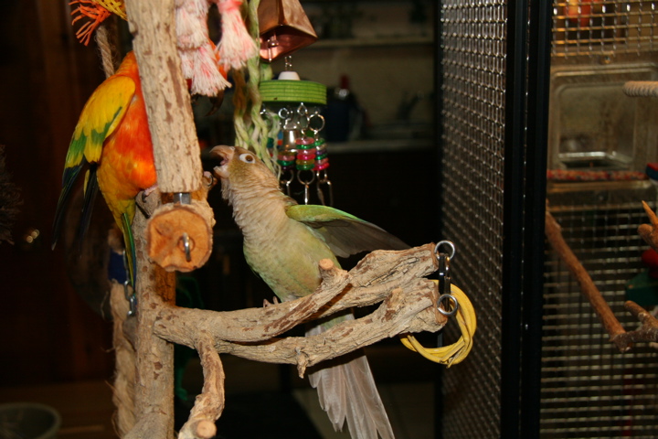 Two conures fighting