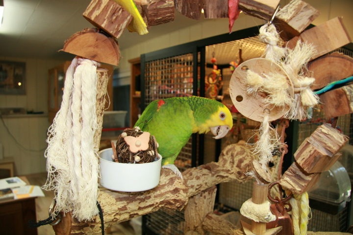 Parrot play area